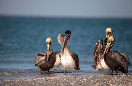 褐鹈鹕鸟 Pelecanus 花蓟马