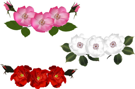 多彩的野蔷薇花插画
