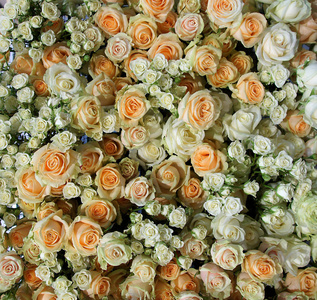 珊瑚和白玫瑰花