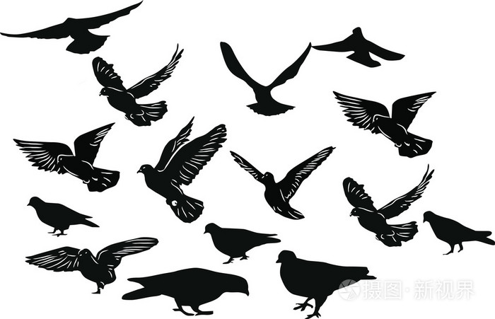 十五黑鸽子