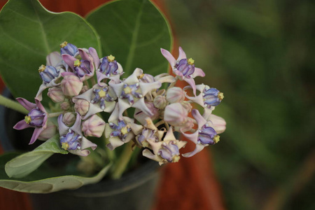 紫色皇冠花, 巨型印度马利筋, 巨型马利筋, Calotropis 柏 L 和荚, 种子和花在树上, 与自然模糊背景, 宏观