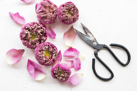 粉红色莲花用剪刀准备在桌白色的花店