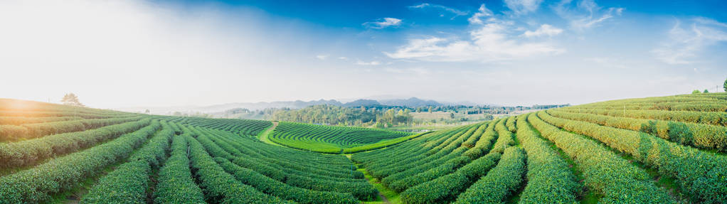 茶林景观与全景