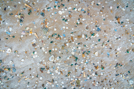 沙子上有很多贝壳