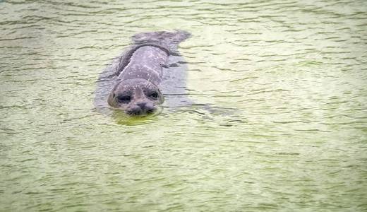 水族馆的盲封印