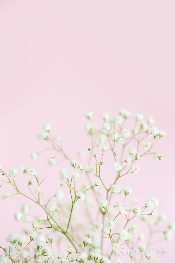 满天星在粉红色背景特写, 选择性焦点, 复制空间