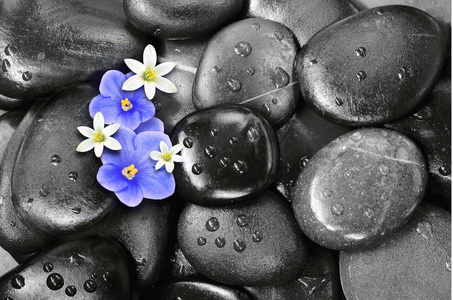 卵石上的紫罗兰和白色花朵集