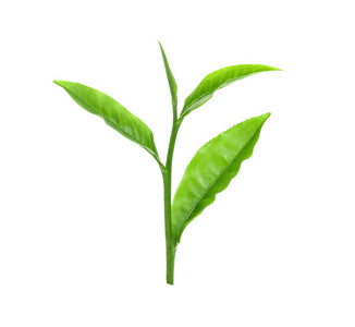 叶新鲜绿茶，白色 bac 上孤立的水滴