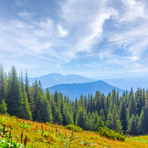 山区森林场景