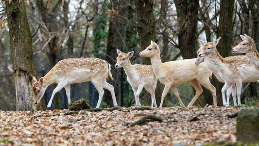 小组休闲鹿在森林里