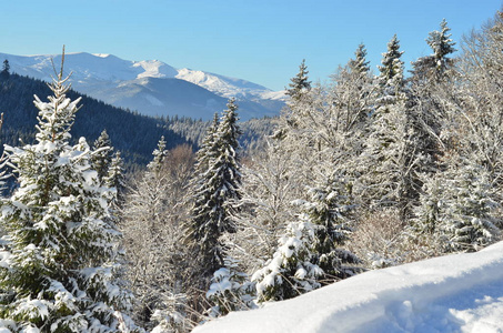冬季风景与雪覆盖的树木