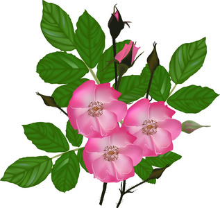 粉红色的野蔷薇花