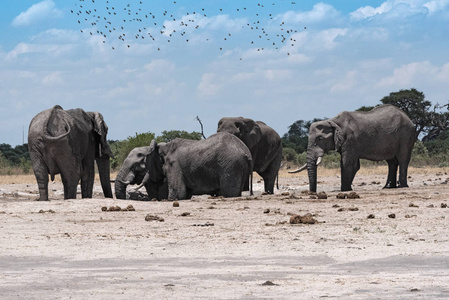 博茨瓦纳 Chope 国家公园水坑的大象群