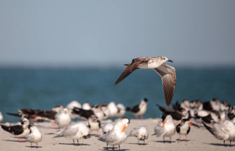 鲱鱼海鸥黑鸥 argentatus 在海滩上在蛤通行证