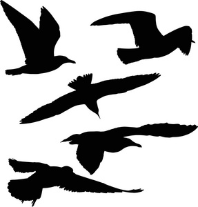 黑海鸥 silhouetts