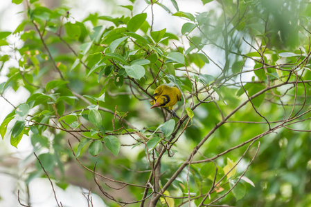 鸟 黑枕黄鹂 在自然狂放