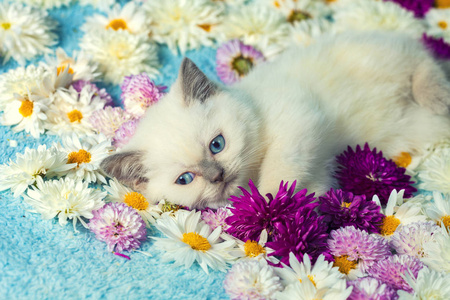 可爱的小猫咪躺在甘菊花上照片