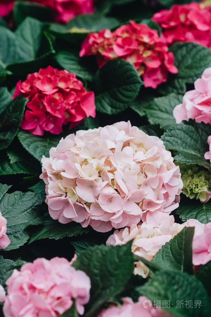 花园里的绣球花 (八仙)