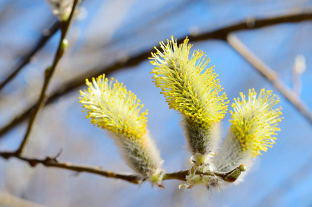 早春蓬松柔软的柳芽扩大对青色背景的褪色柳芽乾草背景的褪色柳朵朵芽