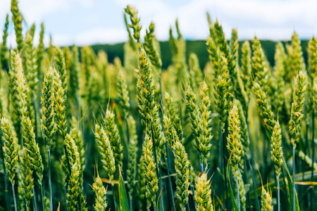 麦田.绿色的田野, 麦穗在夏天照片