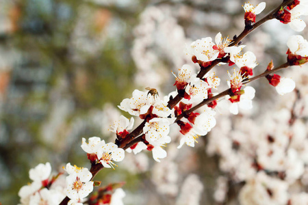 盛开的树的图片。春季理念