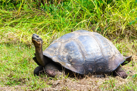在 El Chato 龟储备，加拉巴哥群岛厄瓜多尔巨龟