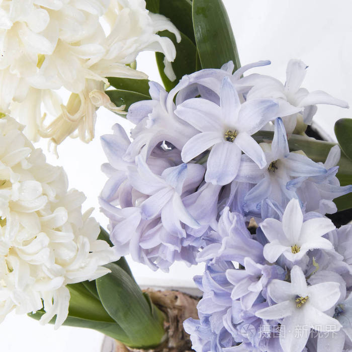 花组成与丁香和白色风信子。春天的花朵在白色的背景。复活节概念