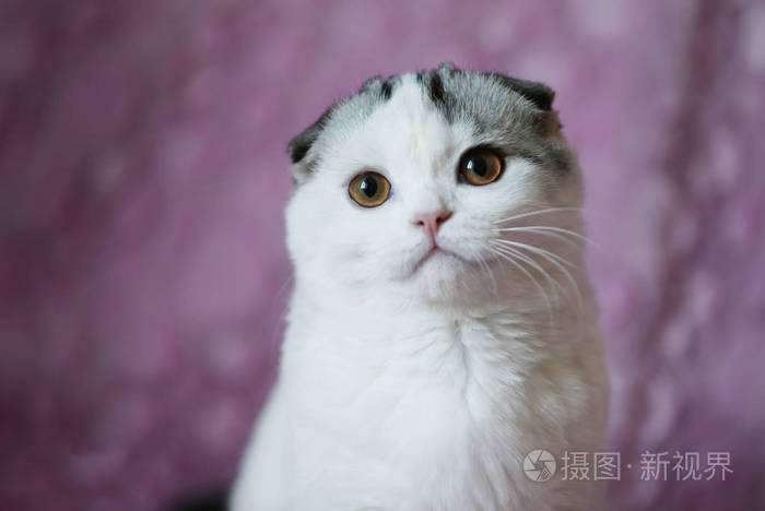 英国猫 黄眼睛条纹 一只猫的肖像 婴儿床的枪口 一只华丽的猫 年轻人的兄弟 最受欢迎的宠物照片 正版商用图片0foc01 摄图新视界 英国猫 黄眼睛条纹 一只猫的肖像 婴儿床的枪口 一只华丽的猫 年轻人的兄弟 最受欢迎的宠物照片 正版商用图片0foc01 摄图新视界