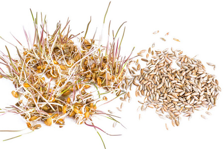 黑麦芽图片-黑麦芽素材-黑麦芽插画-摄图新视界