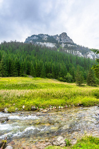 顶部的山 河 常绿森林在 Tatra 山脉，高山景观