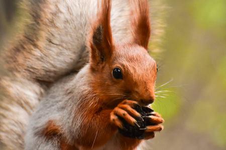 一只美丽的松鼠啃着坚果, 坐在春天森林的树枝上.啮齿动物特写照片
