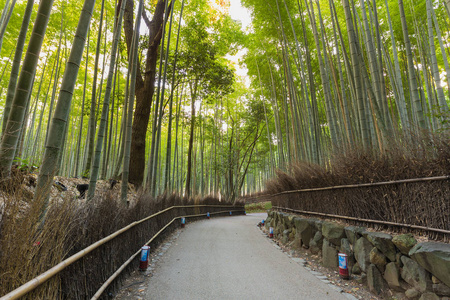 竹林和路径在京都岚山