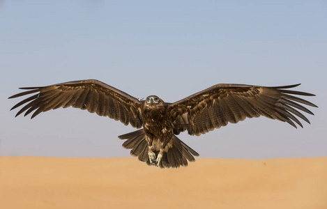 更大的平底锅图片