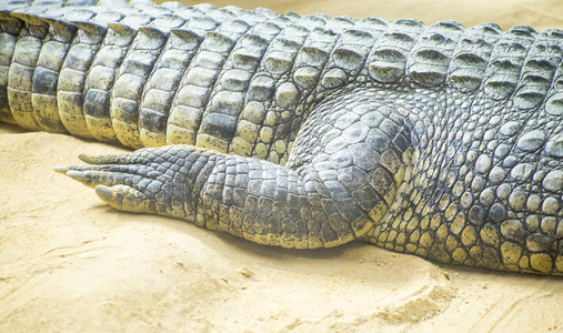 鳄鱼在沙子, 关闭照片