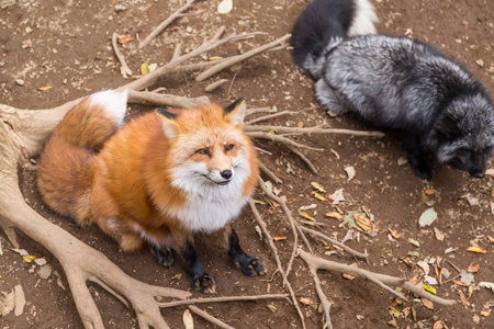 许多狐狸寻找食物图片