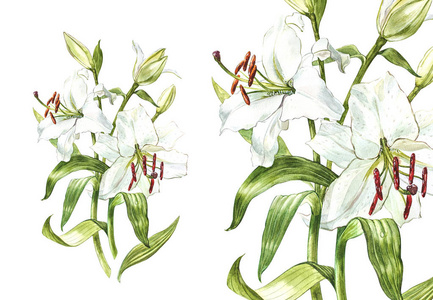 水彩集白百合, 手绘植物插图在白色背景下分离的花朵