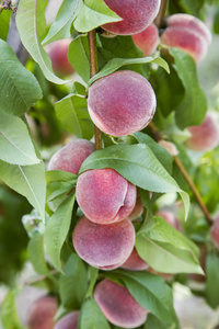 作物的桃子图片