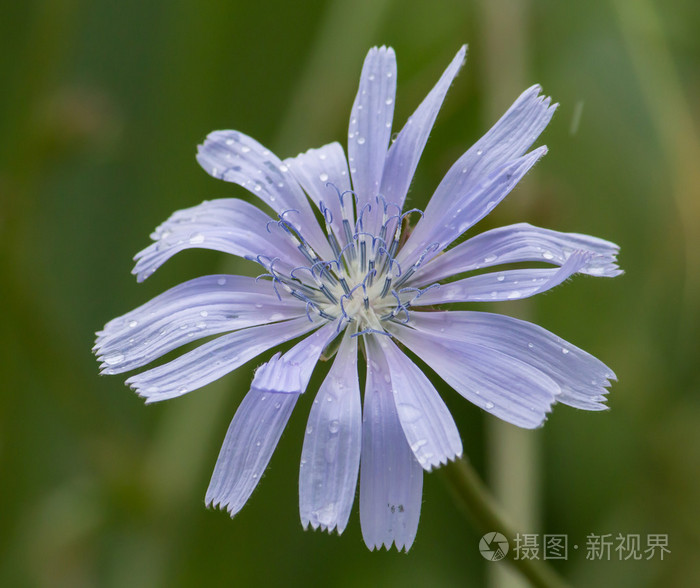 菊苣，蓝色花