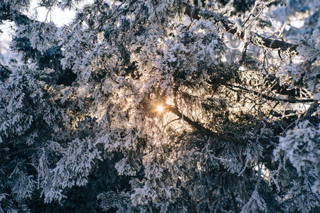 冷冻的根松枝，在冬季森林在日落时