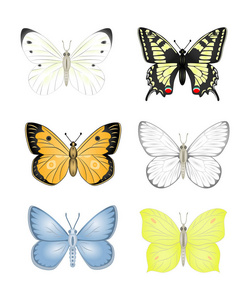 设置五颜六色的孤立蝴蝶。昆虫