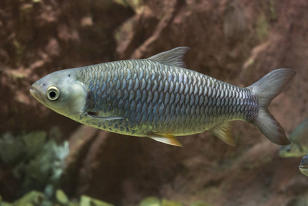 泥鱼鱼小型热电厂鱼缸里的泥鲤鱼.野生动物动物照片
