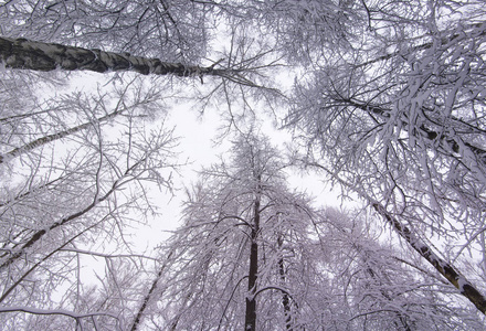 冬树冠, 冬林