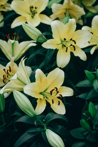 在花园里的百合鲜花花束。春天的花朵