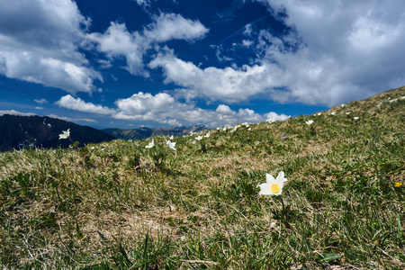 草地在波兰 Tatra 山脉花海葵