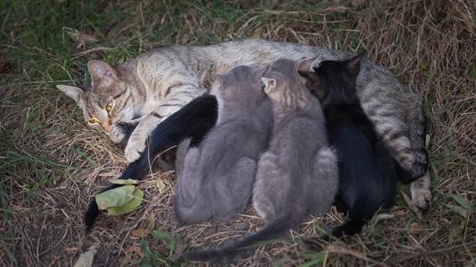 护理她的小猫猫