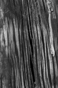 老风化的木材漂白和染色灰色 Grunge 纹理