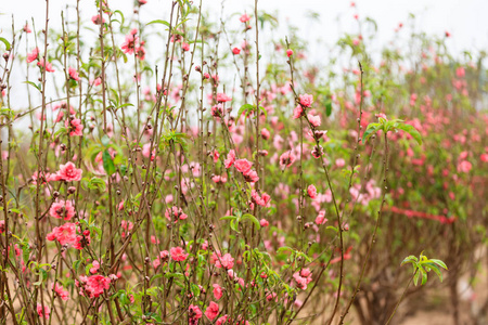 河内的花