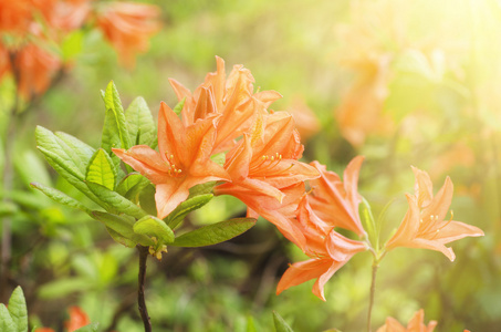 在花园里的杜鹃花生产量