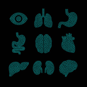 人体器官的矢量图解