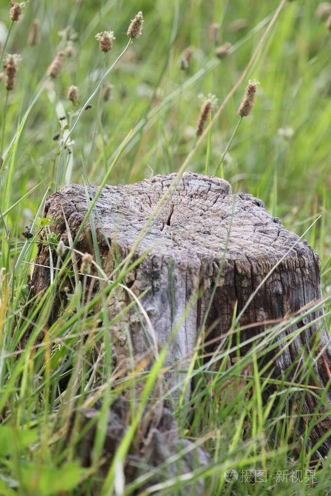 树桩
